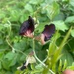 Image result for Macroptilium atropurpureum