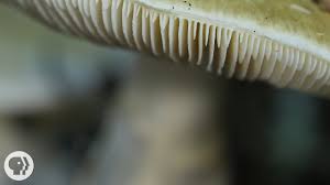 More images for how to make a giant mushroom hat » This Mushroom Starts Killing You Before You Even Realize It Kqed