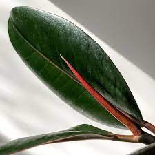 Rubber Tree Plant Ficus Elastica Black Prince Rubber Fig Rubber Bush Rubber Tree Black Plant Houseplant Live Plant Easy Plant Trees To Plant Rubber Tree Plant Rubber Tree