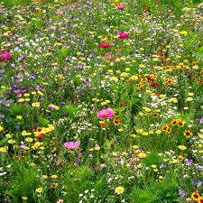 Über 350 samenfeste sorten für den hobbygarten oder die erwerbsgärtnerei. Blumen Saat Teppich 0 20 X 3 M Bunte Bienenweide Online Kaufen Bei Gartner Potschke