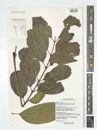 Image result for Quassia undulata