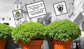 E, a partir deste ano, o manjerico salta das janelas e das montras para a rua com uma. P8nh9pouubmzem