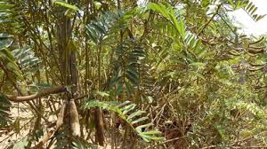 Image result for Tephrosia vogelii