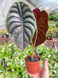Image result for Alocasia