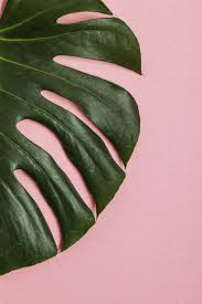  Tropical Leaf On Pastel Pink Palm Trees Wallpaper Plant Wallpaper Leaves Wallpaper Iphone