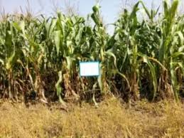 To trap corn stalk borer in maize sorghum has been exploited as trap crop. Insect Pests Of Hybrid Maize And Management Of Pink Stem Borer Entomology Thesis Shasyadhara Agriculture