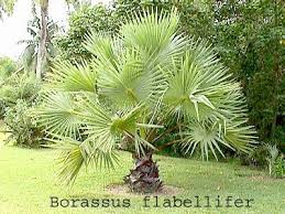 Image result for Borassus