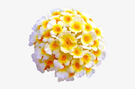 Maybe you would like to learn more about one of these? Tumblr Nnipvftdco1rm6jd7o1 Flower Tumblr Transparent Yellow Transparent Png 488x477 Free Download On Nicepng