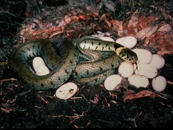 Mga resulta ng larawan para sa Grass snake eggs"