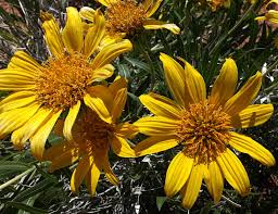 Image result for Guizotia scabra