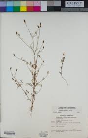 Image result for Bidens oligoflora