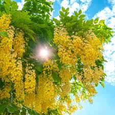 Image result for Cassia thyrsoidea