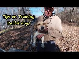 Check spelling or type a new query. Broken Rabbit Beagles For Sale 08 2021