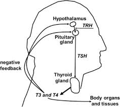A lump in the neck, sometimes growing quickly swelling in the neck pain in the front of the neck, sometimes going up to the ears Primary Hypothyroidism In Childhood Cancer Survivors Treated With Radiation Therapy A Pentec Comprehensive Review International Journal Of Radiation Oncology Biology Physics