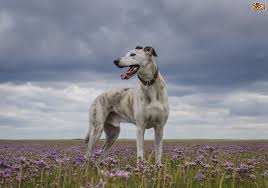 Lurcher Dog Breed Facts Highlights Buying Advice