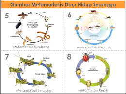 Contoh explanation text about butterfly terbaru. Contoh Explanation Text Metamorfosis Nyamuk Berita Jakarta