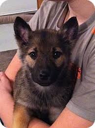 Although presently it has dropped from the top spot, the german shepherd remains as one of the most versatile dogs ever created, serving as please consult the adoption organization for details on a specific pet. West Milford Nj Norwegian Elkhound Meet Bullet A Pet For Adoption