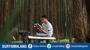 Keindahan alam hutan pinus wajak (foto: Destinasi Alami Hps Bagi Yang Ingin Merasakan Kedamaian Di Hutan Pinus Pelosok Kabupaten Malang Surya Malang