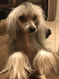 Pin On Chinese Crested Hair Cuts