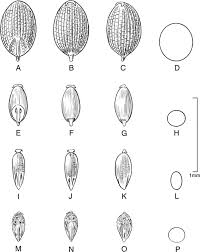 Image result for Agrostis pilgeriana