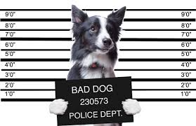 Legea 155/2010, legea politiei locale publicata in monitorul oficial, partea i nr. Cainii Èi Legea InformaÈii Rase Caini