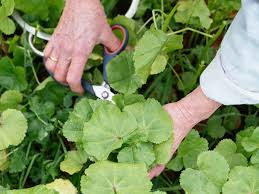 Image result for Malva verticillata