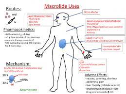 Macrolides Tusom Pharmwiki Pharmacology Nursing Pharmacology Endocrine System