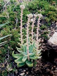Image result for Crassula lanceolata