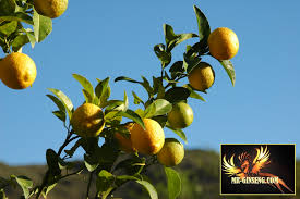 Citron Proprietes Bienfaits Posologie Effets