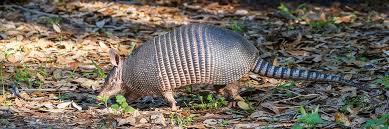 We did not find results for: Armadillo Control How To Get Rid Of Armadillos Diy Armadillo Treatment Guide Solutions Pest Lawn