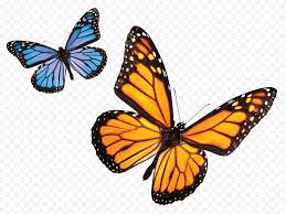 Blue butterfly drawing aesthetic, we have prepared this post well for you to read and retrieve information from it. Monarch Butterfly Drawing Menelaus Blue Morpho Insect Blue Colorful Butterfly Butterflies Moths And Butterflies Cynthia Subgenus Papilio Machaon Png Klipartz