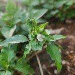 Image result for Asystasia mysorensis