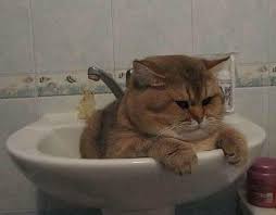 Pin On Cats