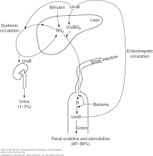 chapter 13 bilirubin formation and excretion by the liver