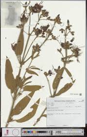 Image result for Triumfetta dekindtiana