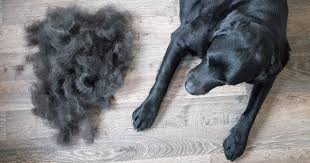 The french bulldog has a single coat. Bald Spots On Dogs How Vets Say To Treat Them Care Com