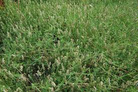 Aeluropus Lagopoides Herbs Plants