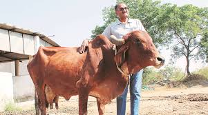 Brahman cattle have a large hump. Indigenous Livestock Breeding Deja Moo Bringing The Cows Home The Indian Express