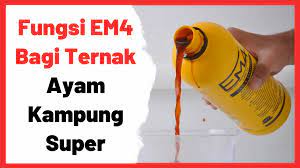 Fungsi Em4 Bagi Ternak Ayam Kampung Super Joper Ternak Ayam Peternakan Ayam Ayam