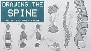 In this article, learn how useful backbone can be for creating ajax applications or single page interfaces. Drawing The Spine Anatomy Structure Movement Anatomy 2 Youtube