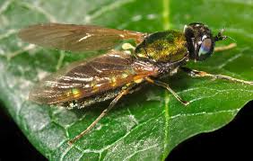 Image result for Frommia ceratophylloides