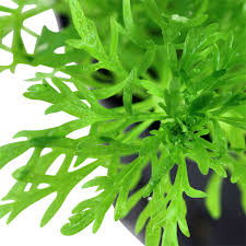 Image result for Limnophila crassifolia