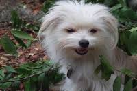 This sweet pup will have long hair, which may be wavy. Maltipom Maltese Pomeranian Mix