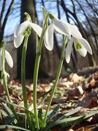 Frühling schneeglöckchen blumen blühen an sonnigen tag. Nauheim Was Bluht Im Marz In Nauheim Das Schneeglockchen Galanthus Spec