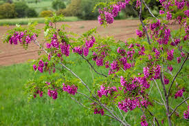 Image result for Robinia hispida