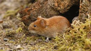 Get 100% free powerful virus protection for all your devices! Hantavirus Hantavirus Verbreitungskarte 2019