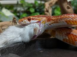 This is because the corn snakes face a lot of difficulties in the wild. Feeding South Mountain Reptiles