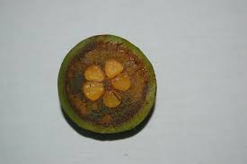 Image result for Diospyros mweroensis