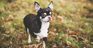 Teacup chihuahua puppies availible 911.57 miles. Chihuahua Puppies For Sale Greenfield Puppies