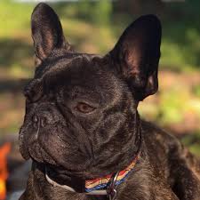 Check spelling or type a new query. Thrive Pet Food Market Home Facebook